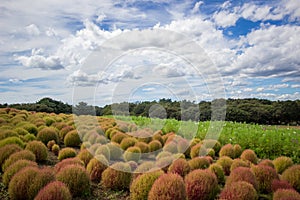 Kochia fields with beautiful sky in Ibaraki,Japan