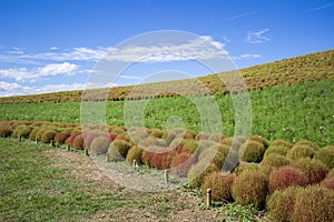 Kochia fields with beautiful sky in Ibaraki,Japan