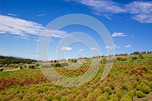 Kochia fields with beautiful sky in Ibaraki,Japan