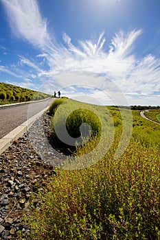 Kochia fields with beautiful sky in Ibaraki,Japan