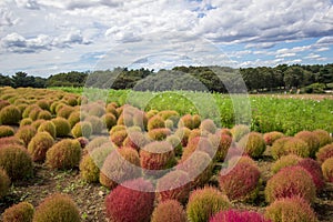 Kochia fields with beautiful sky in Ibaraki,Japan