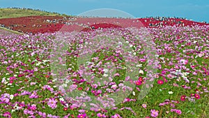 Kochia and flower field at Hitachi seaside park