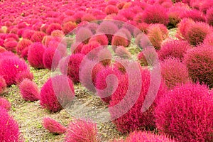 Kochia flowers garden