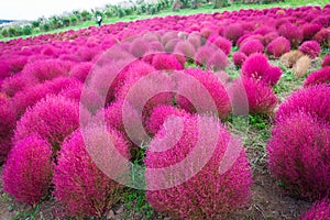 Kochia at Hitachi Seaside Park at Ibaraki, Japan