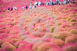 Kochia at Hitachi Seaside Park at Ibaraki, Japan