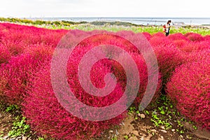 Kochia at Hitachi Seaside Park at Ibaraki, Japan