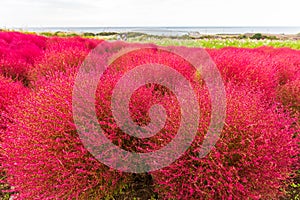 Kochia at Hitachi Seaside Park at Ibaraki, Japan