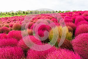 Kochia at Hitachi Seaside Park at Ibaraki, Japan