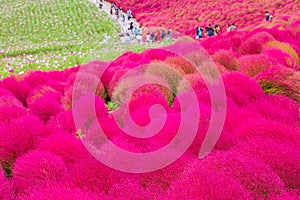 Kochia at Hitachi Seaside Park at Ibaraki, Japan