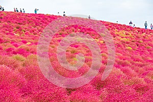 Kochia at Hitachi Seaside Park at Ibaraki, Japan