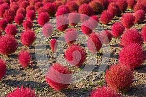 Kochia in Kokuei Hitachi Seaside Park - Hitachinaka, Ibaraki, Japan