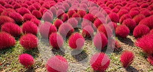 Kochia in Kokuei Hitachi Seaside Park - Hitachinaka, Ibaraki, Japan