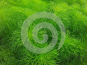 KOCHIA MAICA LEAF WITH SMALL AND LONG BRIGHT LIGHT GREEN LEAVES