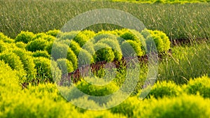 Kochia scoparia field and nature