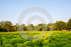 Kochia scoparia field and nature