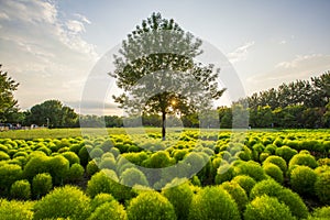 Kochia scoparia field and nature