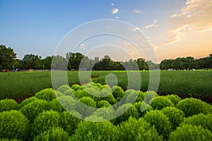 Kochia scoparia field and nature