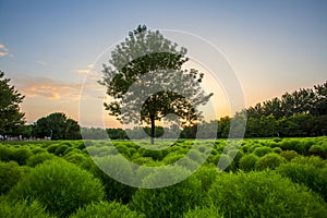 Kochia scoparia field and nature