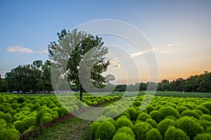 Kochia scoparia field and nature