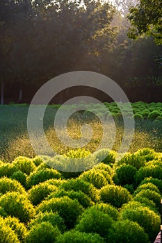 Kochia scoparia field and nature