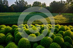 Kochia scoparia field and nature