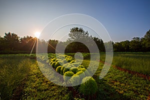 Kochia scoparia field and nature