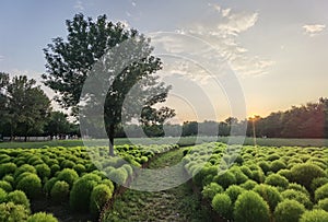 Kochia scoparia field and nature