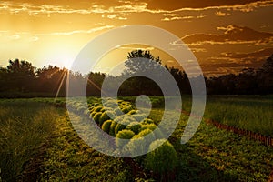 Kochia scoparia field and nature