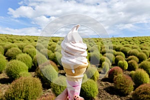 Kochia soft cream with Kochia fields and beautiful sky in the background,Ibaraki,Japan