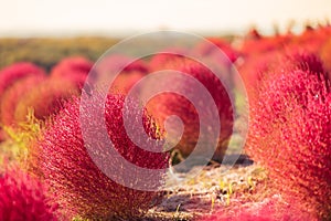 Kochia summer cypress in Hitachi Seaside Park