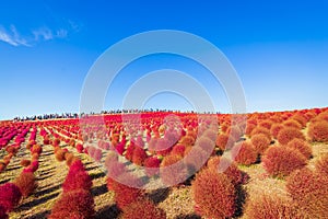 Kochia summer cypress in Hitachi Seaside Park