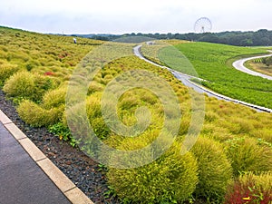 Kochias hill in autumn season at Hitachi seaside park , Ibaraki prefecture , Japan photo