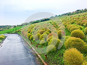 Kochias hill in autumn season at Hitachi seaside park , Ibaraki prefecture , Japan