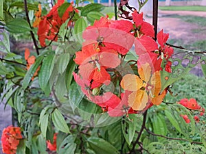 Kock s Bauhinia, commonly known as red trailing bauhinia (Bauhinia coccinea), blooms in the morning.