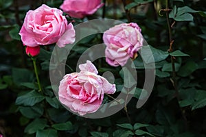 At the Kodaikanal flower garden, lovely, vibrant roses are in bloom. The photo was taken in low light with a selective focus on