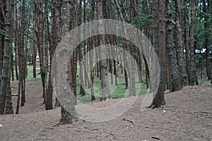 Kodaikanal Pine forest, Tamil Nadu