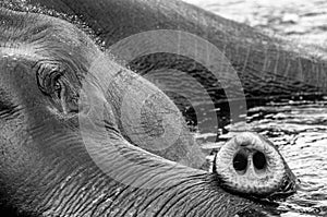 Kodanad Elephant Sanctuary - elephant bathing in progress with eye and trunk - black and white