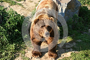 Kodiak bear