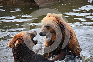 Kodiak bear photo