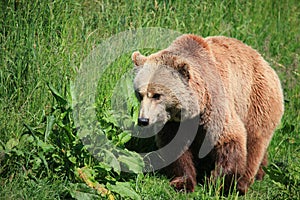 Kodiak bear photo