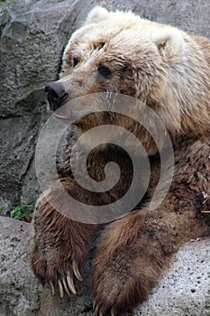 Kodiak Bear photo