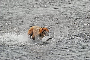Kodiak Bear Chasing After a Salmon