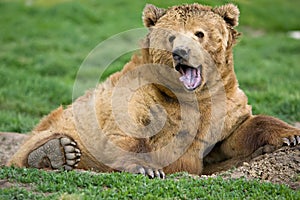 Kodiak bear expression