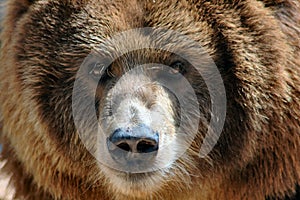 Kodiak Bear with Fly on Nose. photo