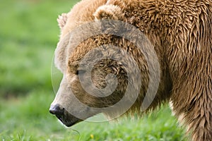 Kodiak bear profile