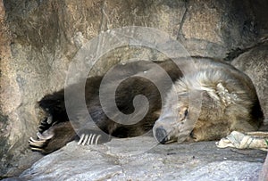 Kodiak Bear resting