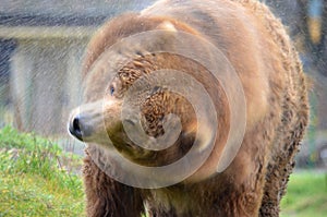 Kodiak Bear shaking water off