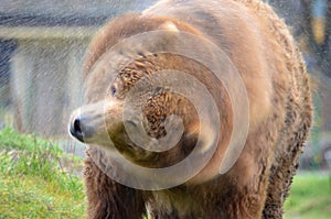 Kodiak Bear shaking water off photo