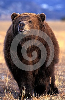 KODIAK BEAR ursus arctos middendorffi, ADULT, ALASKA