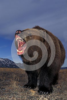 Kodiak Bear, ursus arctos middendorffi, with Open Mouth, in Defensive Posture, Alaska